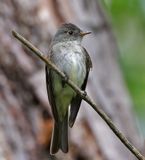 Eastern Wood-Pewee