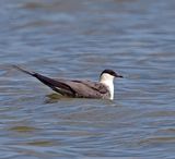 Long-tailed Jaeger