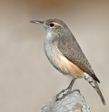 Rock Wren