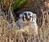 American Badger