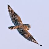 Short-eared Owl