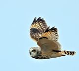 Short-eared Owl