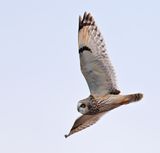 Short-eared Owl