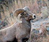 Bighorn Sheep