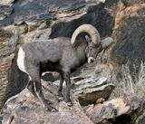 Bighorn Sheep