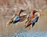 Cinnamon Teals