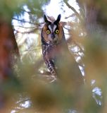 Long-eared Owl