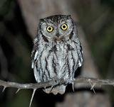 Western Screech-Owl