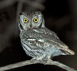 Western Screech-Owl