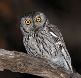 Western Screech-Owl