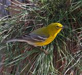 Pine Warbler 