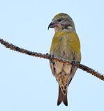 Red Crossbill