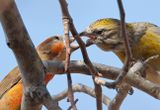 Red Crossbills