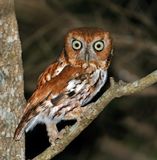 Eastern Screech-Owl