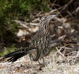 Greater Roadrunner