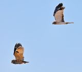 Long-eared Owl