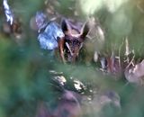 Long-eared Owl