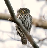 Northern Pygmy-Owl