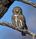 Mountain Pygmy-Owl