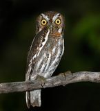 Elf Owl