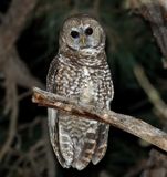 Spotted Owl