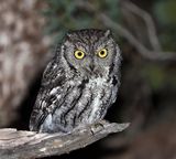 Western Screech-Owl