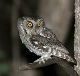 Whiskered Screech-Owl