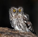 Whiskered Screech-Owl