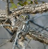 Mountain Pygmy-Owl