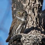 Mountain Pygmy-Owl