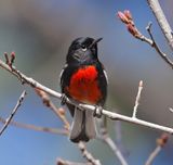 Painted Redstart