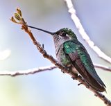 Magnificent Hummingbird