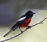 Painted Redstart