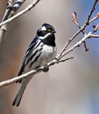 Black-throated Gray Warbler