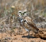 Burrowing Owl