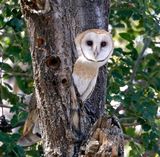 American Barn Owl