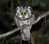 Boreal Owl 