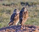 Burrowing Owl