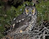 Long-eared Owl