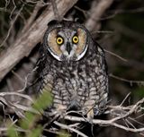 Long-eared Owl