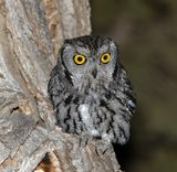 Western Screech-Owl