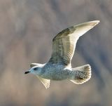 Thayers Gull 