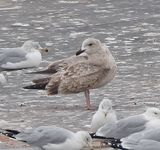 Slaty-backed Gull