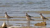 American Golden-Plover