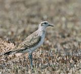American Golden-Plover