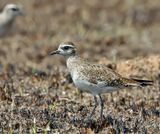 American Golden-Plover