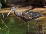 Limpkin