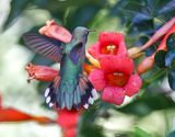 Broad-tailed Hummingbird