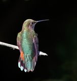 Broad-tailed Hummingbird