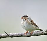 Clay-colored Sparrow